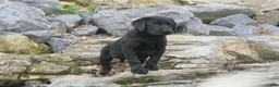 Labrador Retriever dogs for sale: Sally Labrador Retriever  - Ad 14