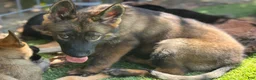 German Shepherd dogs for sale: German Shepherd 1 - Ad 3