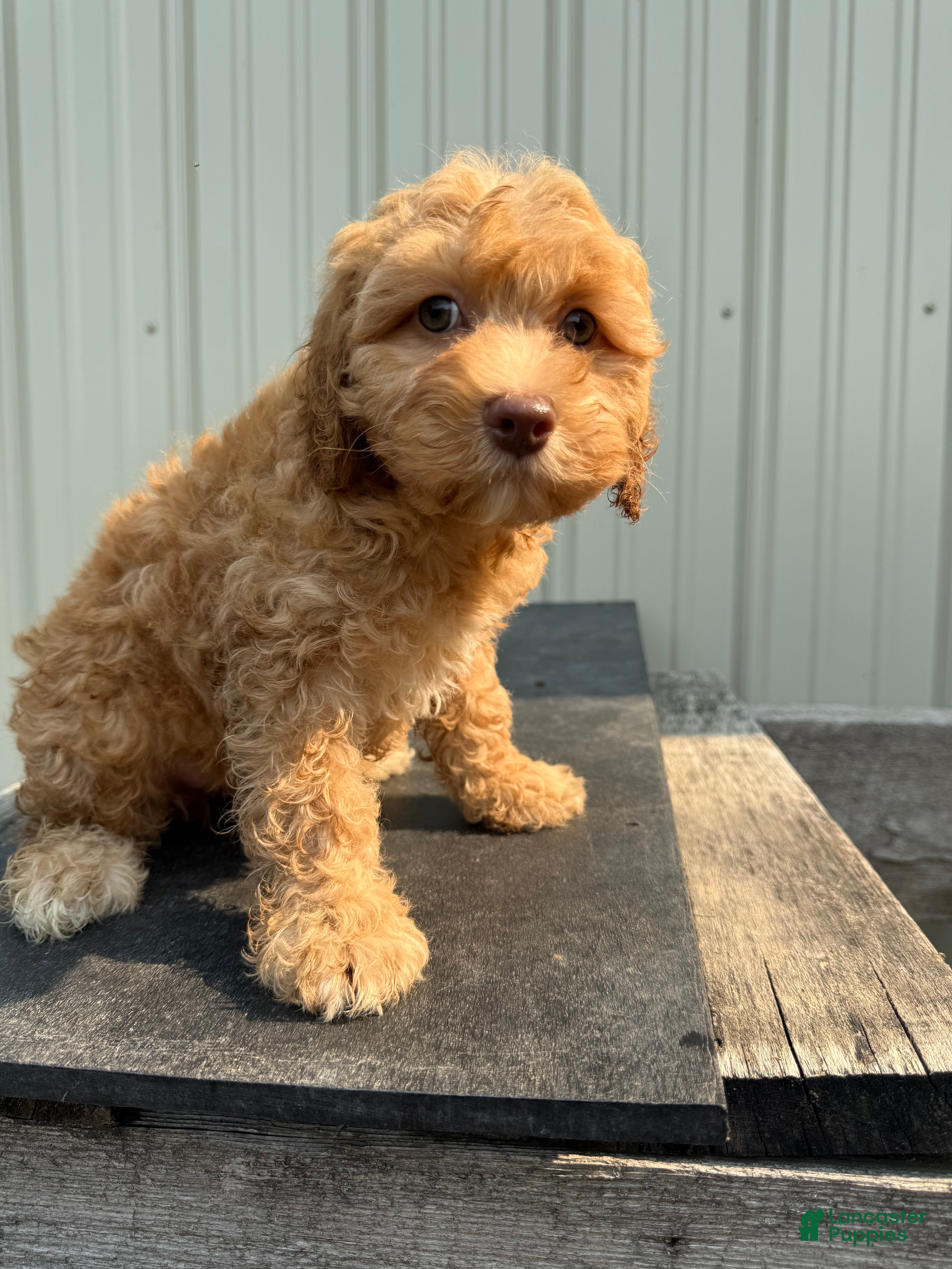 Cockapoo dogs Colleen - Ad 11