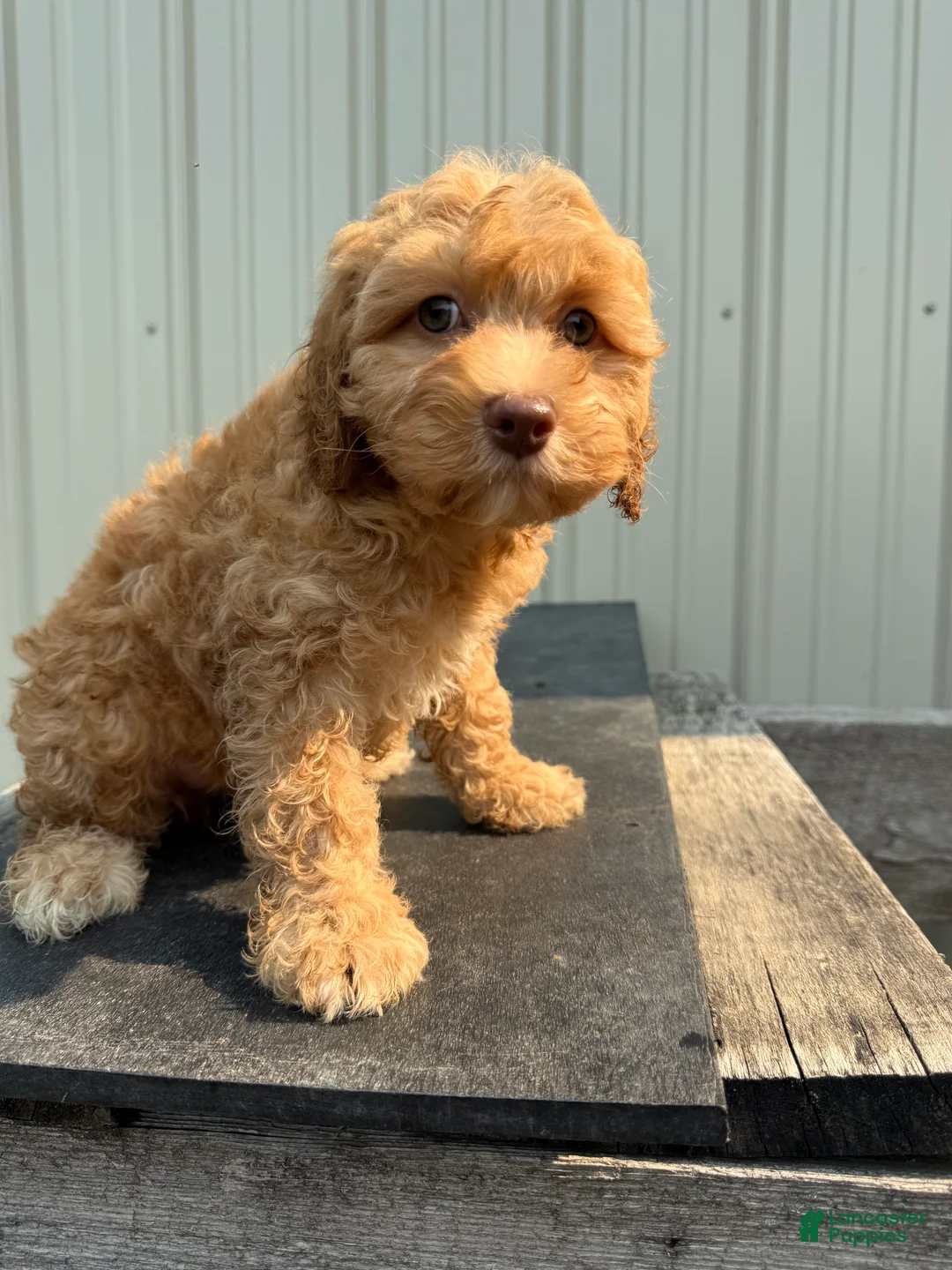 Cockapoo dogs for sale: Colleen - Ad 1