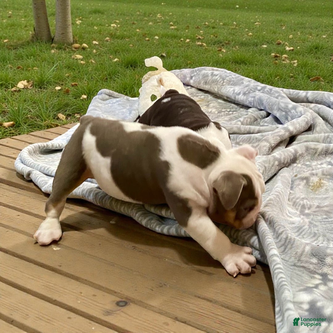 English Bulldog dogs for sale: Romeo - Ad 8