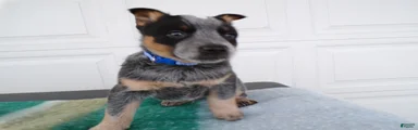 Australian Cattle Dog Puppy 1 Kenny