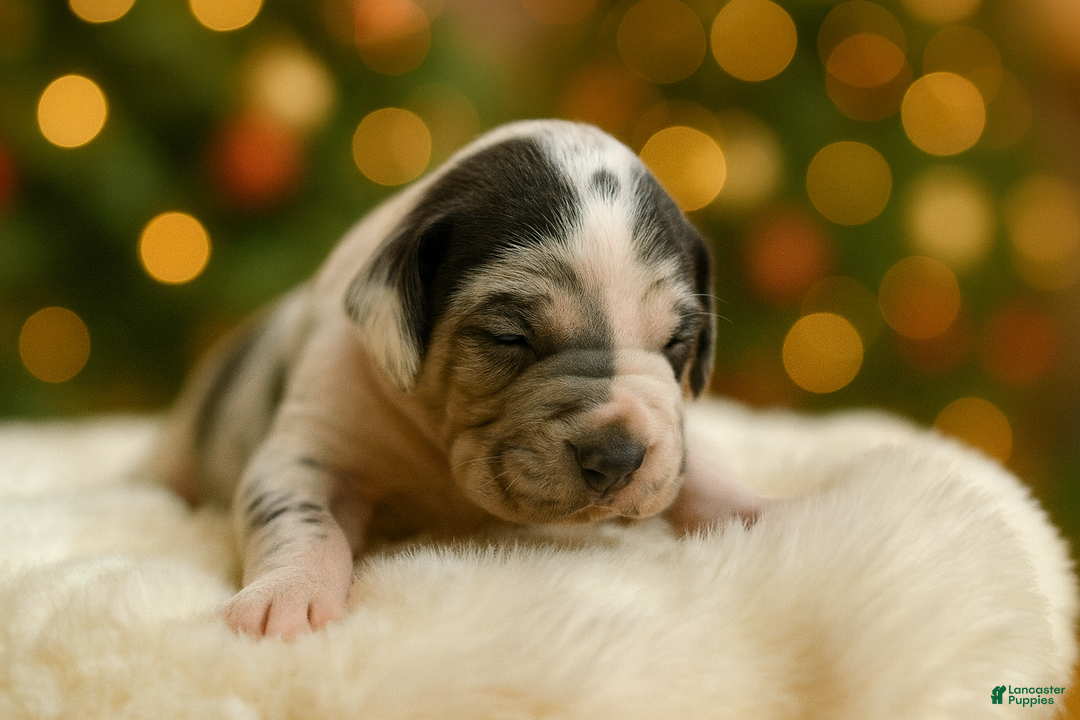 Great Dane dogs for sale: Shadow - Ad 3