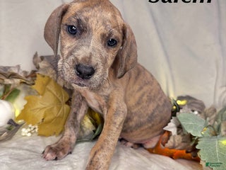 Great Dane dogs Salem - Ad 6