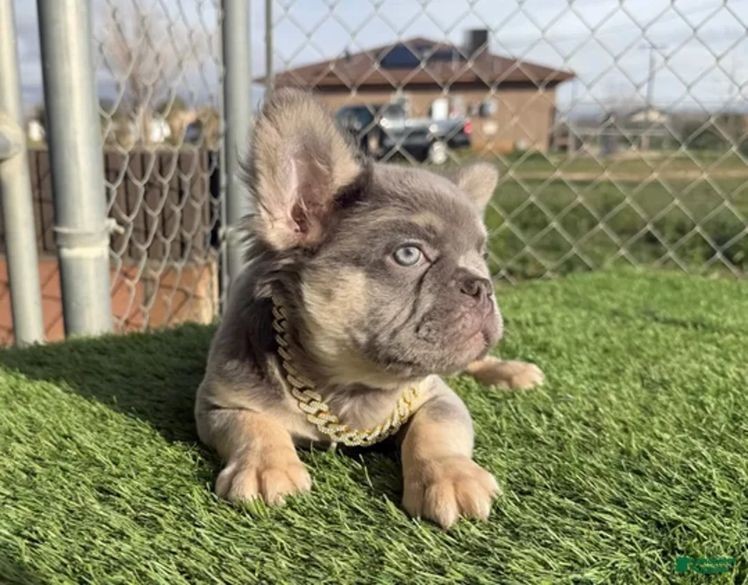 French Bulldog dogs for sale: Rocky - Ad 4