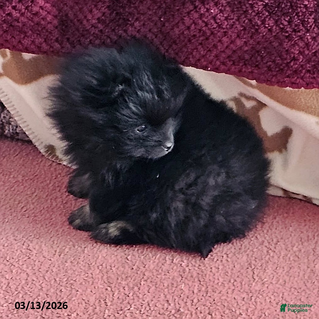 Pomeranian dogs Buddy - Ad 2