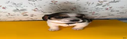 Mixed Breed dogs for sale: Sailor - Ad 6