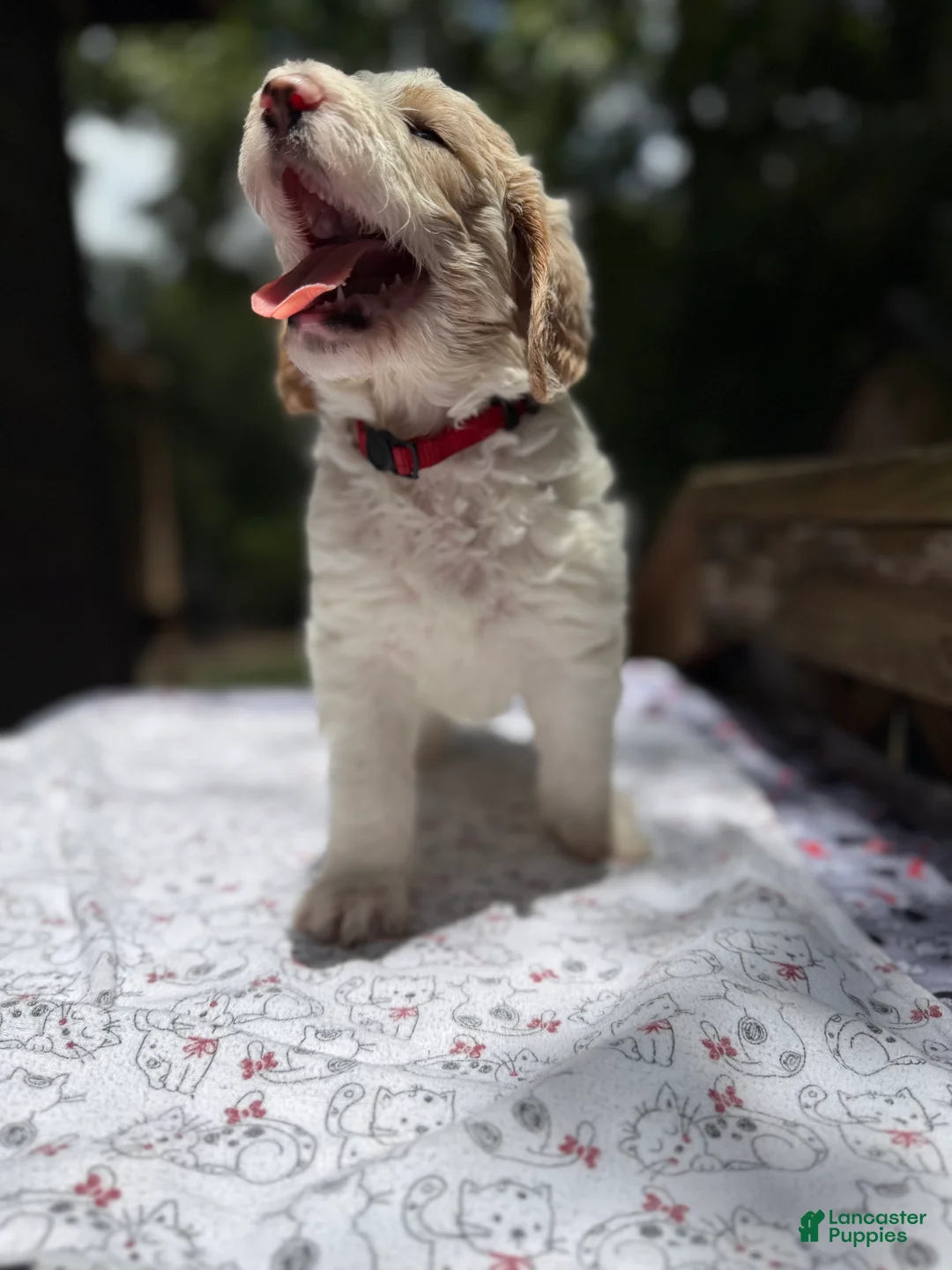 Mixed Breed dogs for sale: Trinity Golden Italiano Spinoni Doodle-Double doodle - Ad 2