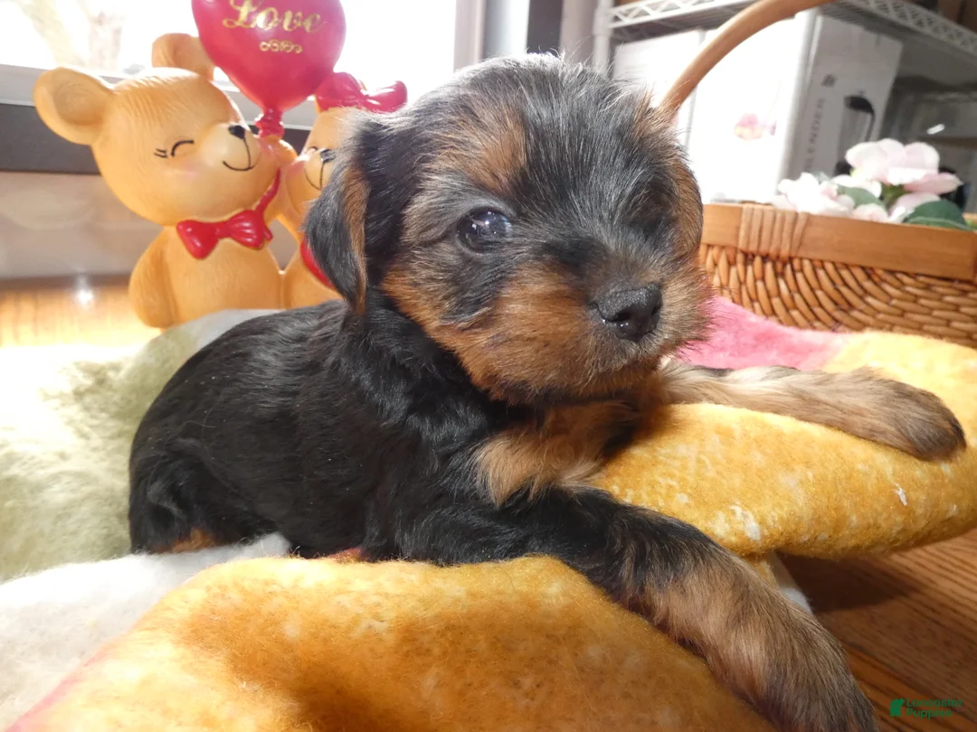 Yorkshire Terrier dogs for sale: Yorkshire Terrier Puppy 1 Marcy - Ad 2