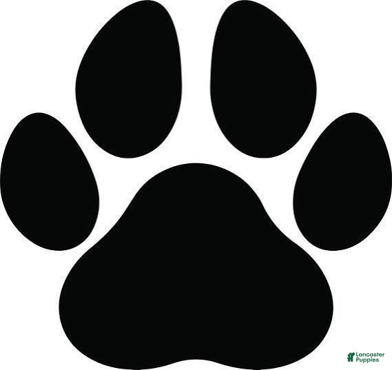 Standard Poodle dogs Standard Poodle 2 - Ad 17