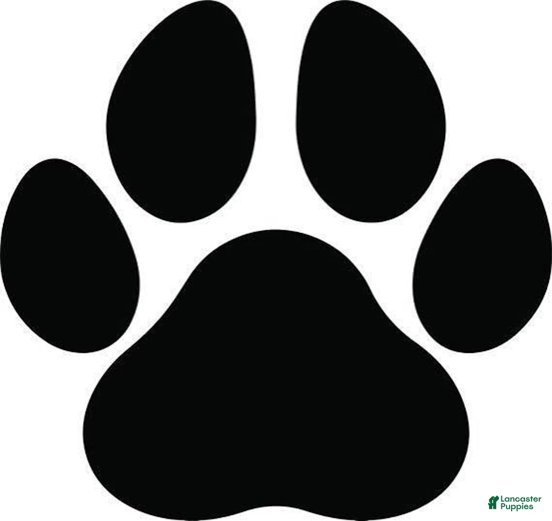 Standard Poodle dogs for sale: Standard Poodle 2 - Ad 1