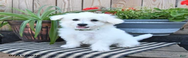 Olaf