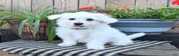 Mixed Breed dogs for sale: Olaf - Ad 1