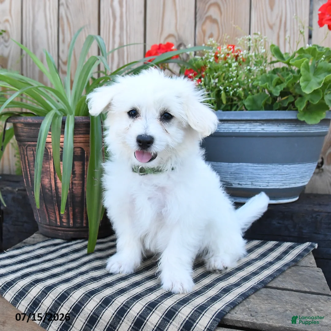 Mixed Breed dogs for sale: Olaf - Ad 1