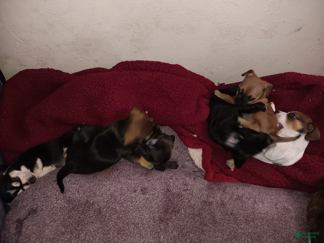 Chiweenie dogs for sale: Chiweenie litter of 5 puppies in Midwest City - Ad 1