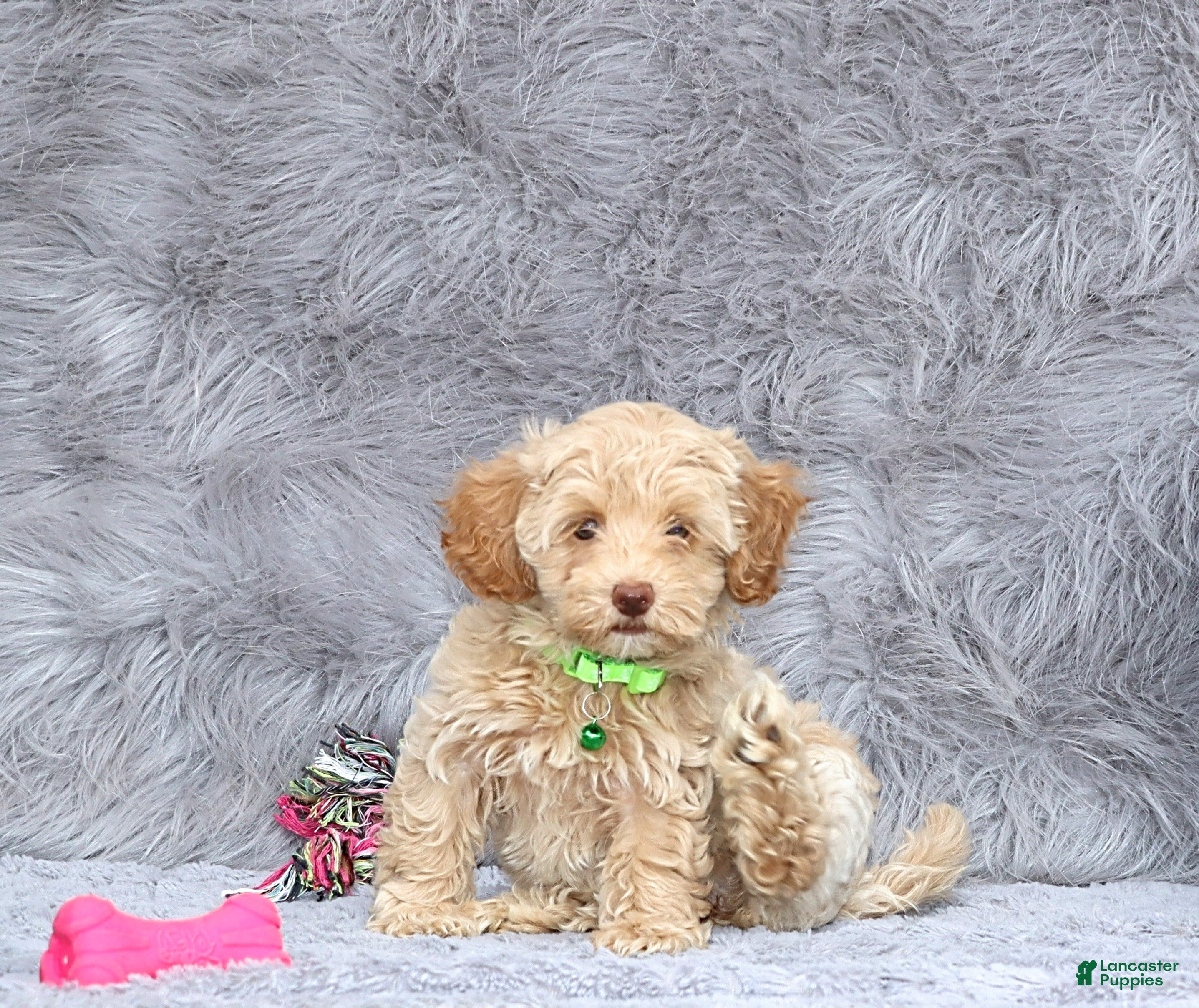 Havapoo dogs Addie 👨‍👨‍👦‍👦💞🐕Miniature - Ad 3