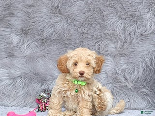 Havapoo dogs Addie 👨👨👦👦💞🐕Miniature - Ad 1