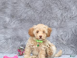 Havapoo dogs Addie 👨👨👦👦💞🐕Miniature - Ad 2