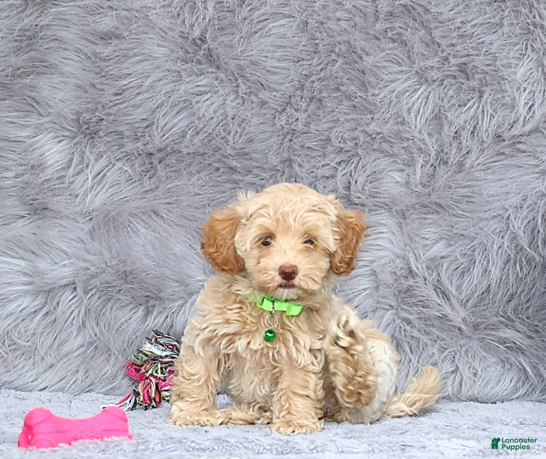 Havapoo dogs for sale: Addie 👨‍👨‍👦‍👦💞🐕Miniature - Ad 1