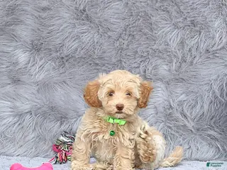 Havapoo dogs Addie 👨👨👦👦💞🐕Miniature - Ad 1