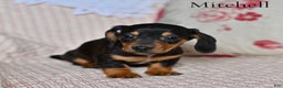 Miniature Dachshund dogs for sale: Mitchell  - Ad 5
