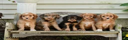 Cavapoo dogs for sale: Toby - Ad 3