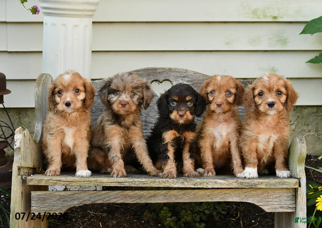 Cavapoo dogs for sale: Toby - Ad 3