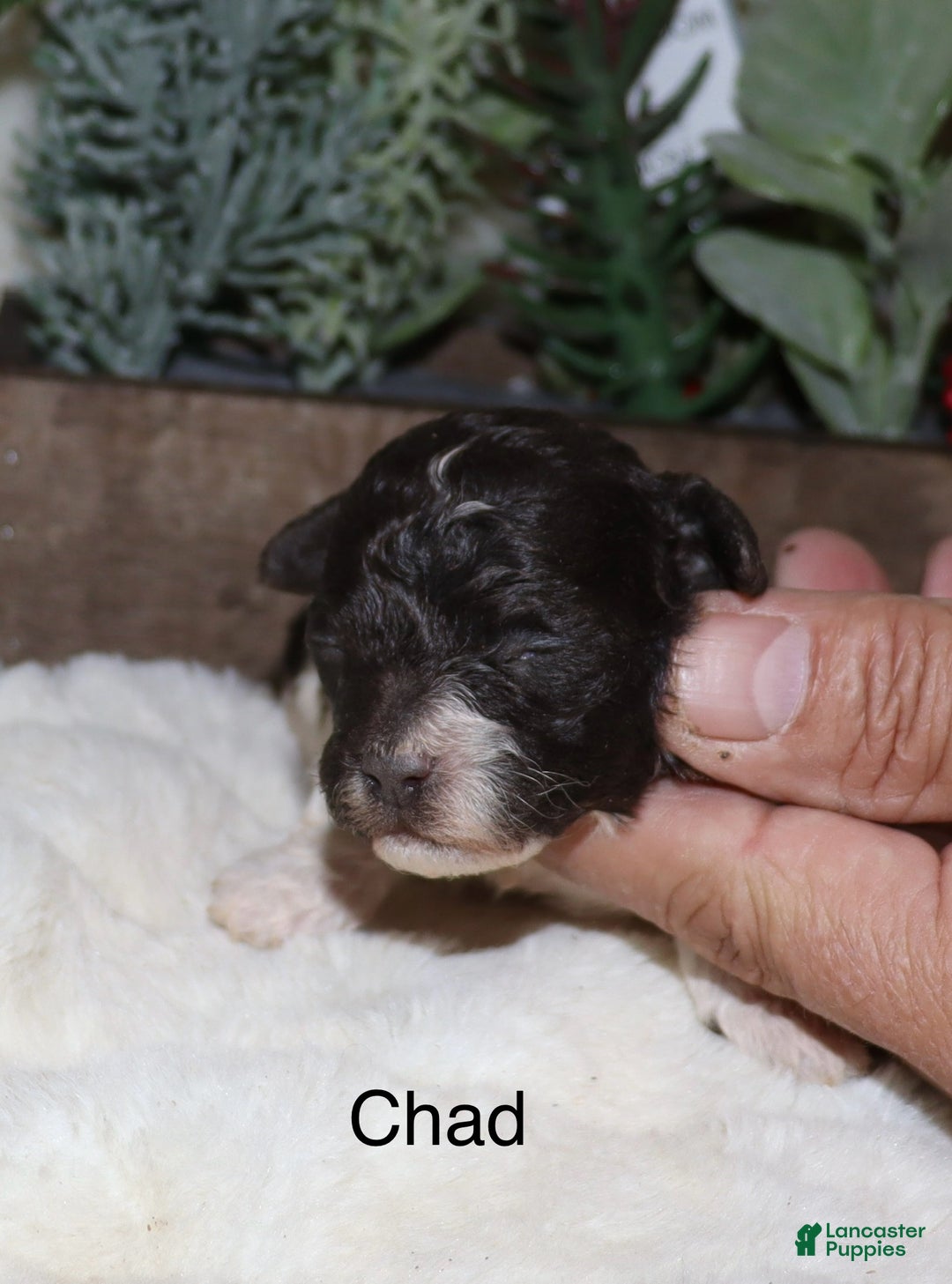 Toy Poodle dogs for sale: Chad - Ad 5