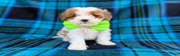 Cavapoo dogs for sale: Bentley  - Ad 7