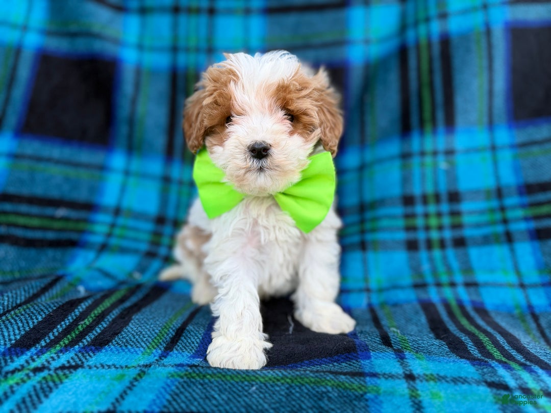 Cavapoo dogs for sale: Bentley  - Ad 7