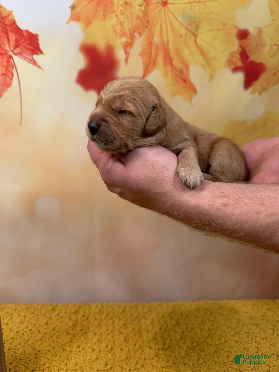 Golden Retriever dogs for sale: Blaze - Ad 2