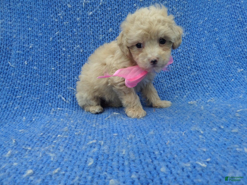 Toy Poodle dogs Nora  - Ad 16