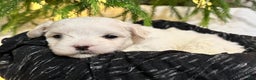 Maltese dogs for sale: Chloe - Ad 4