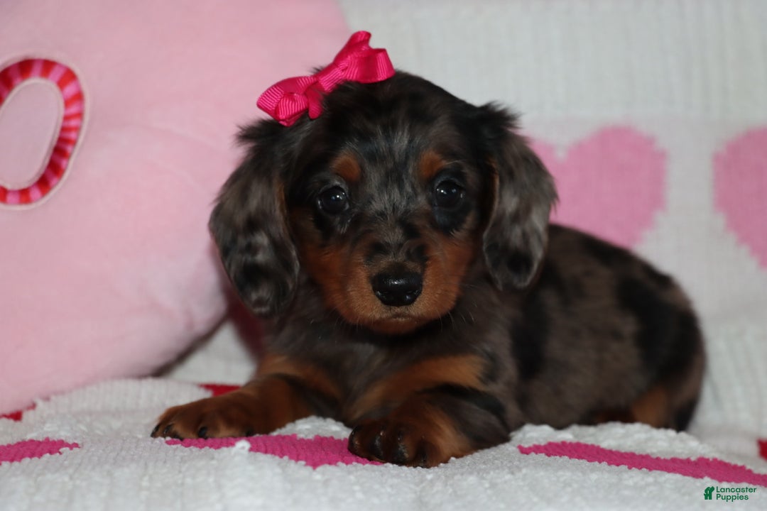 Miniature Dachshund dogs for sale: Mindy - Ad 2