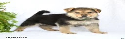 German Shepherd dogs for sale: Rider - Ad 3
