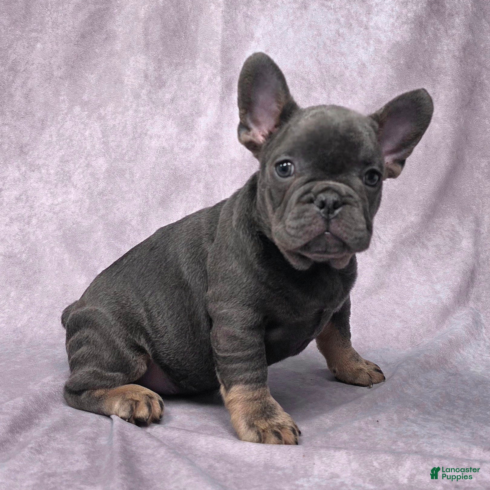 French Bulldog dogs Flynn - Ad 1