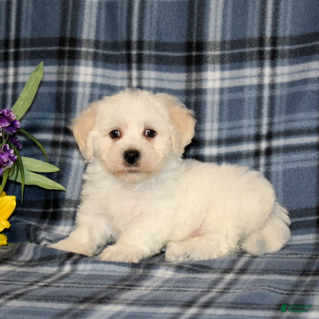 Bichon Frise dogs for sale: Frisky - Ad 2
