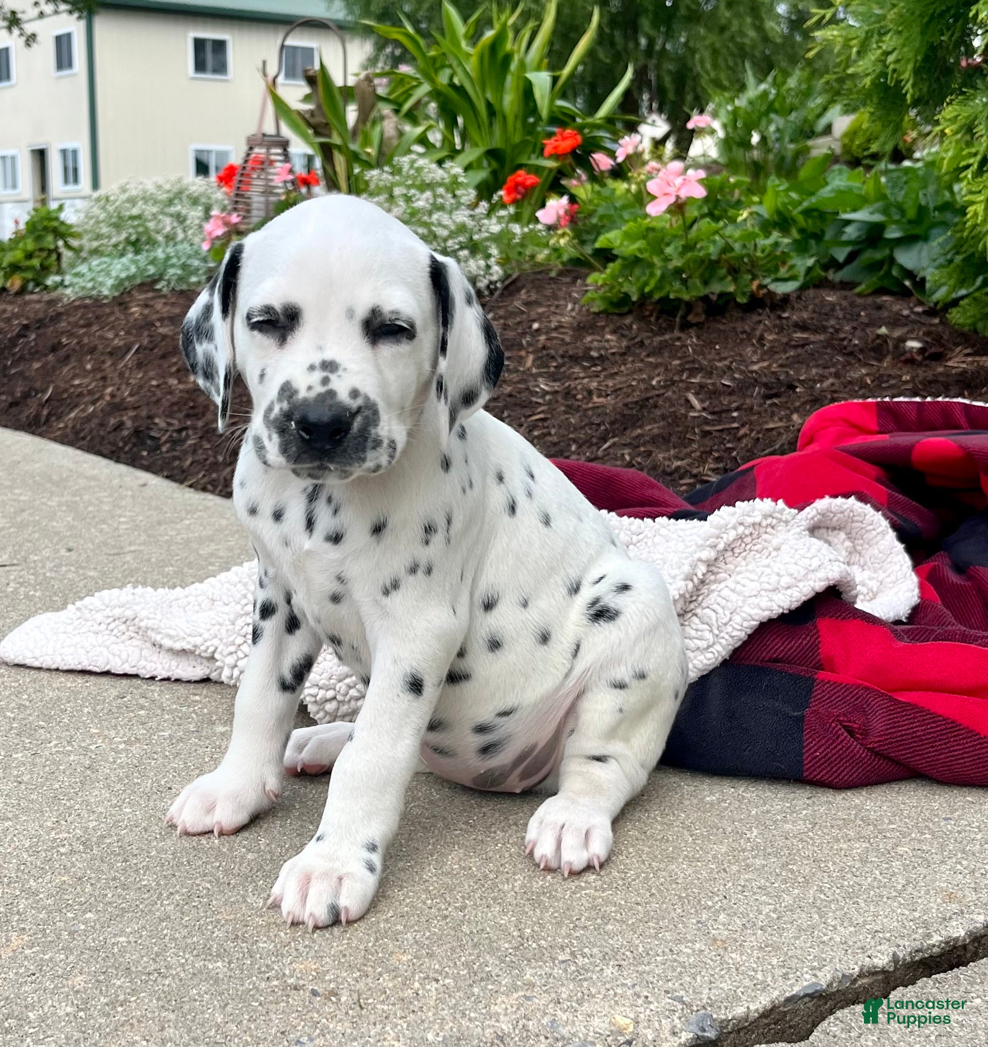 Dalmatian dogs Jill - Ad 1