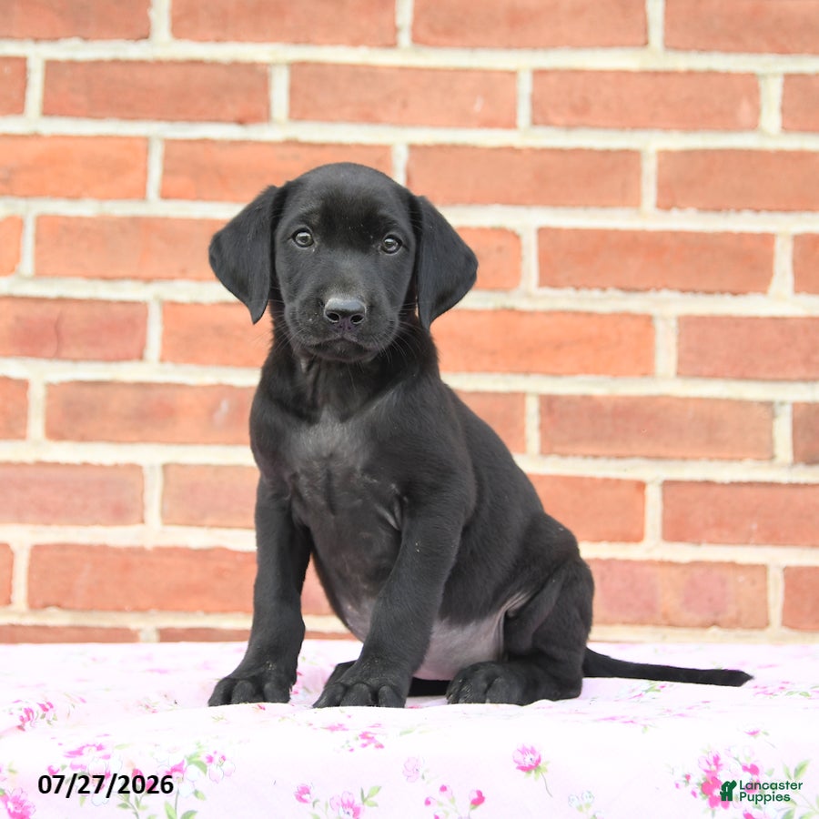 Labrador Retriever dogs Phoebe - Ad 2