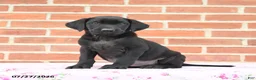 Labrador Retriever dogs for sale: Phoebe - Ad 2