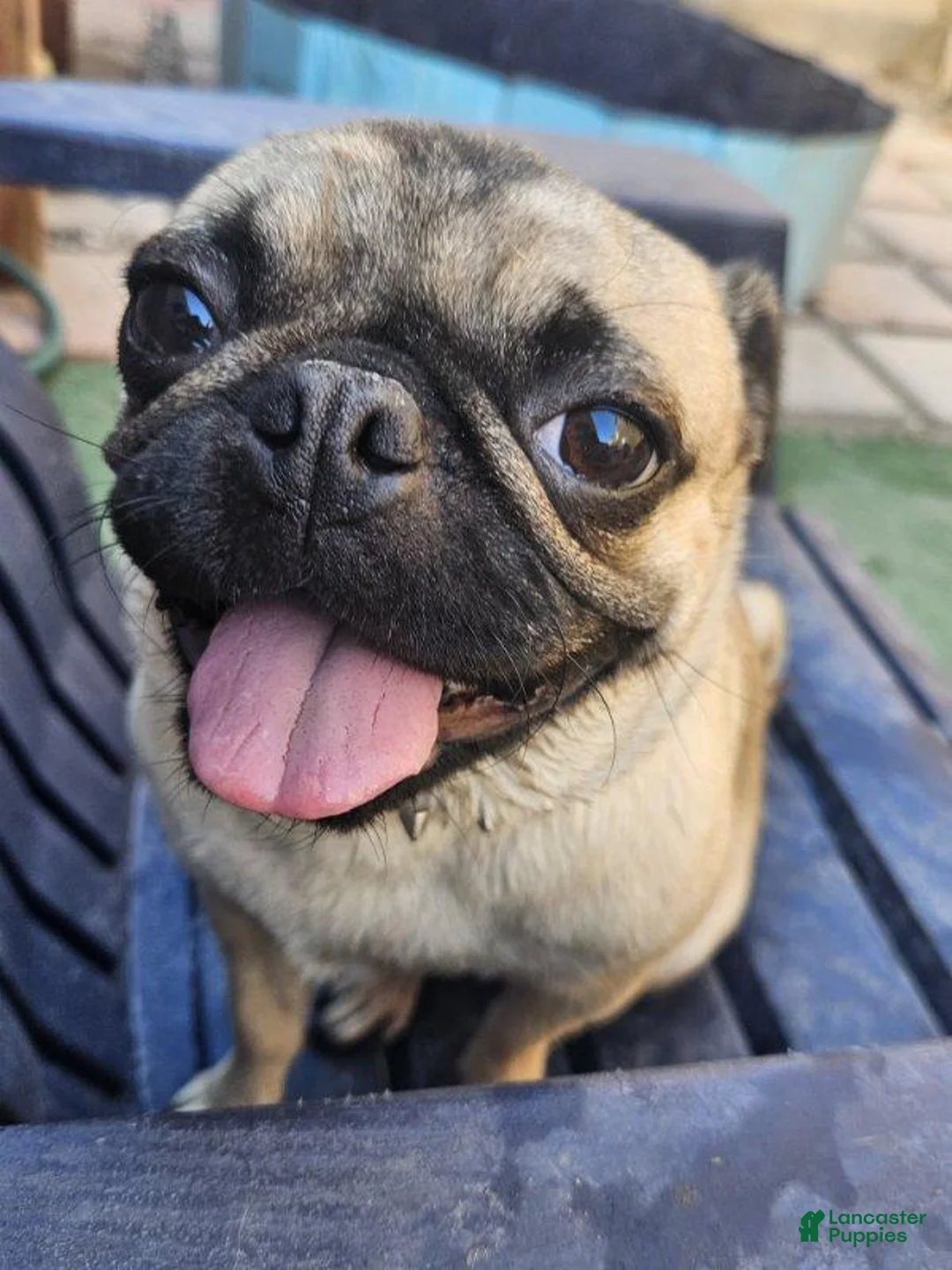 Pug dogs for sale: Purple - Ad 5