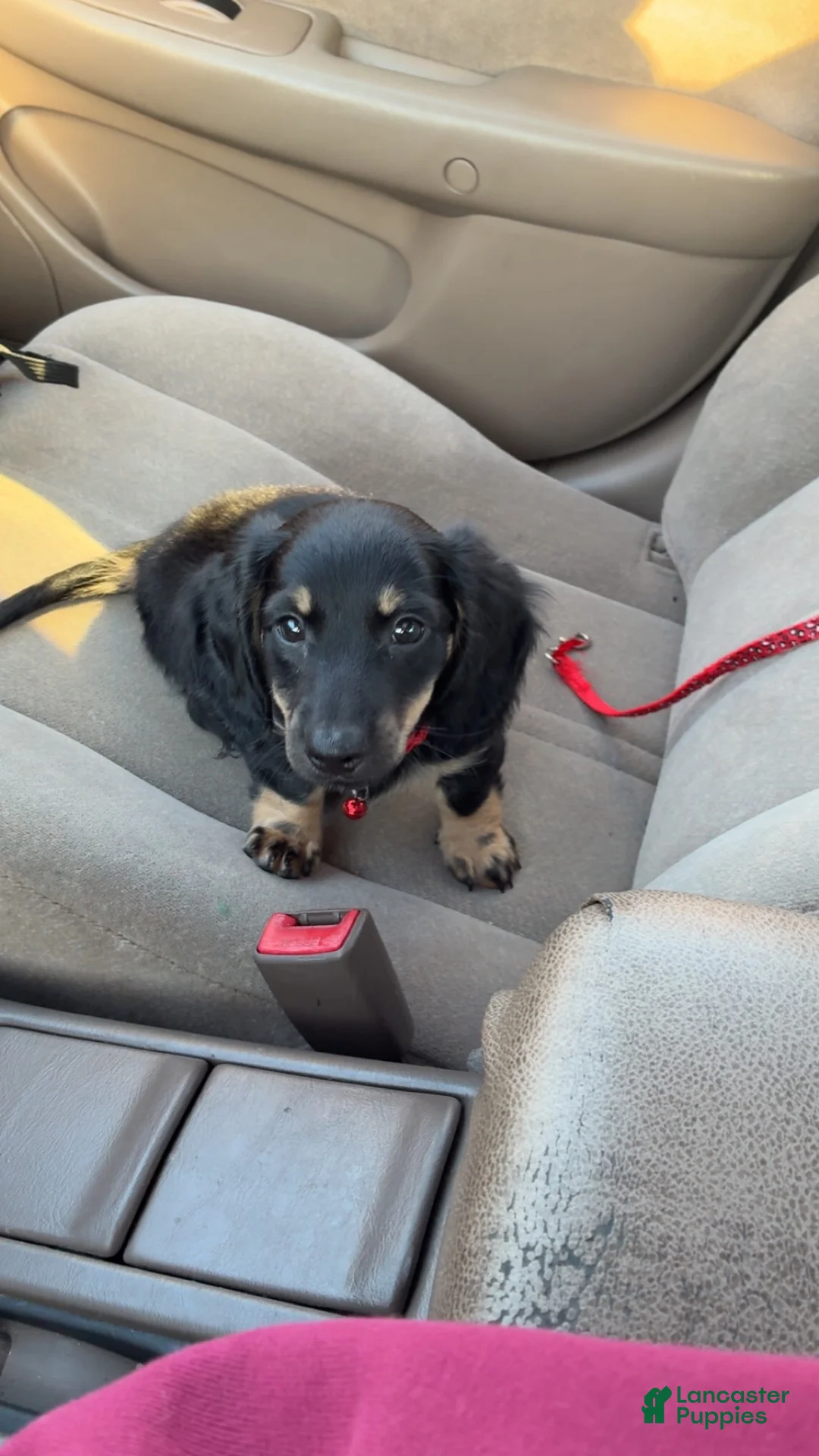 Dachshund dogs for sale: lenny - Ad 3