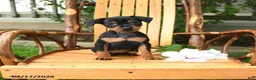 Miniature Pinscher dogs for sale: Tulip - Ad 3