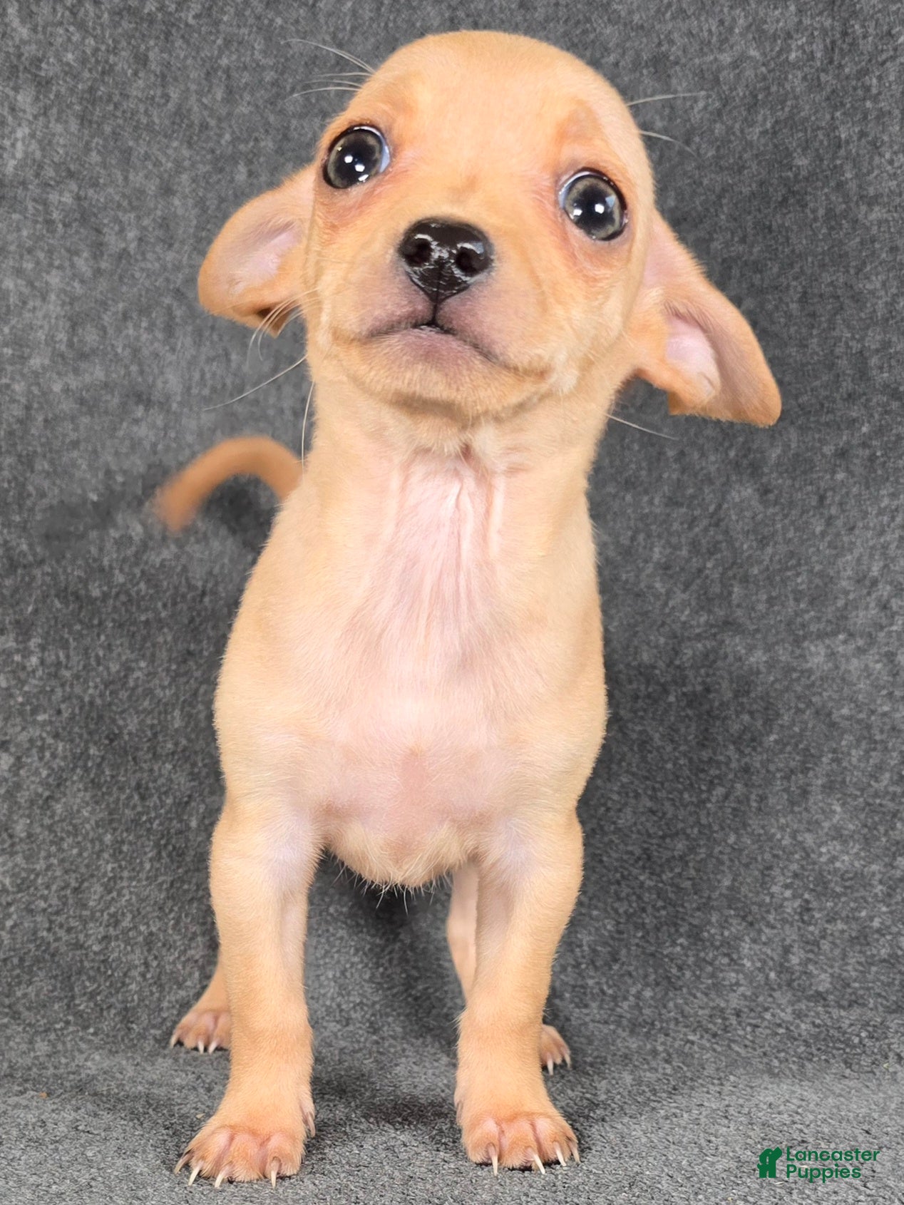 Chihuahua dogs Vinny - Ad 1