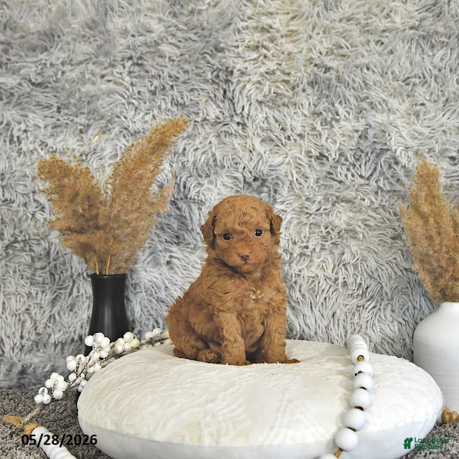 Toy Poodle dogs Mason - Ad 2