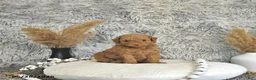 Toy Poodle dogs for sale: Mason - Ad 2
