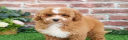 Mini Goldendoodle dogs for sale: Spaghetti - Ad 10