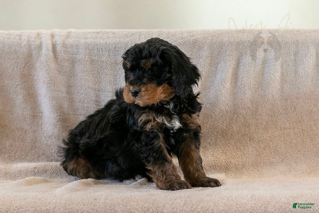 Bernedoodle dogs for sale: Cinderella - Ad 1