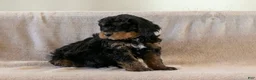 Bernedoodle dogs for sale: Cinderella - Ad 1