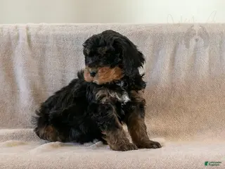 Bernedoodle dogs Cinderella - Ad 8
